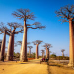 Allée des Baobabs