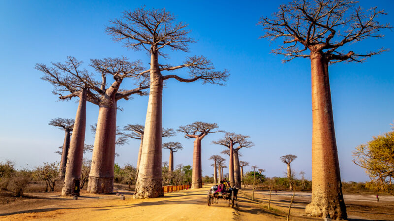 Morondava: l’Allée des Baobabs