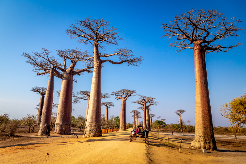 Morondava: l’Allée des Baobabs